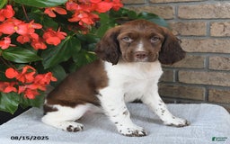 English Springer Spaniel dogs for sale: Charlotte - Image 1