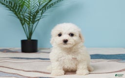 Bichon Frise dogs for sale: Skye - Image 5