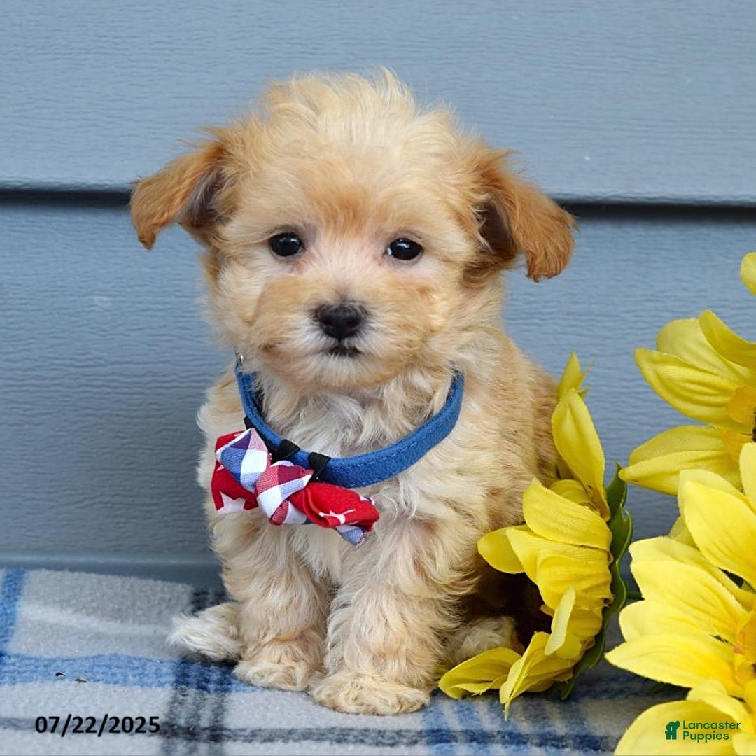 Maltipoo dogs for sale: Nixon - Image 6