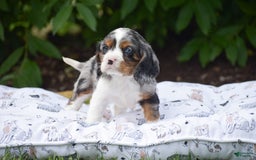 Cockalier dogs for sale: Reba - Image 13