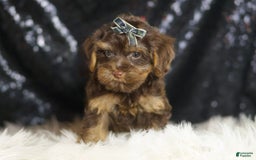 Yorkiepoo dogs for sale: Bugatti - Image 6