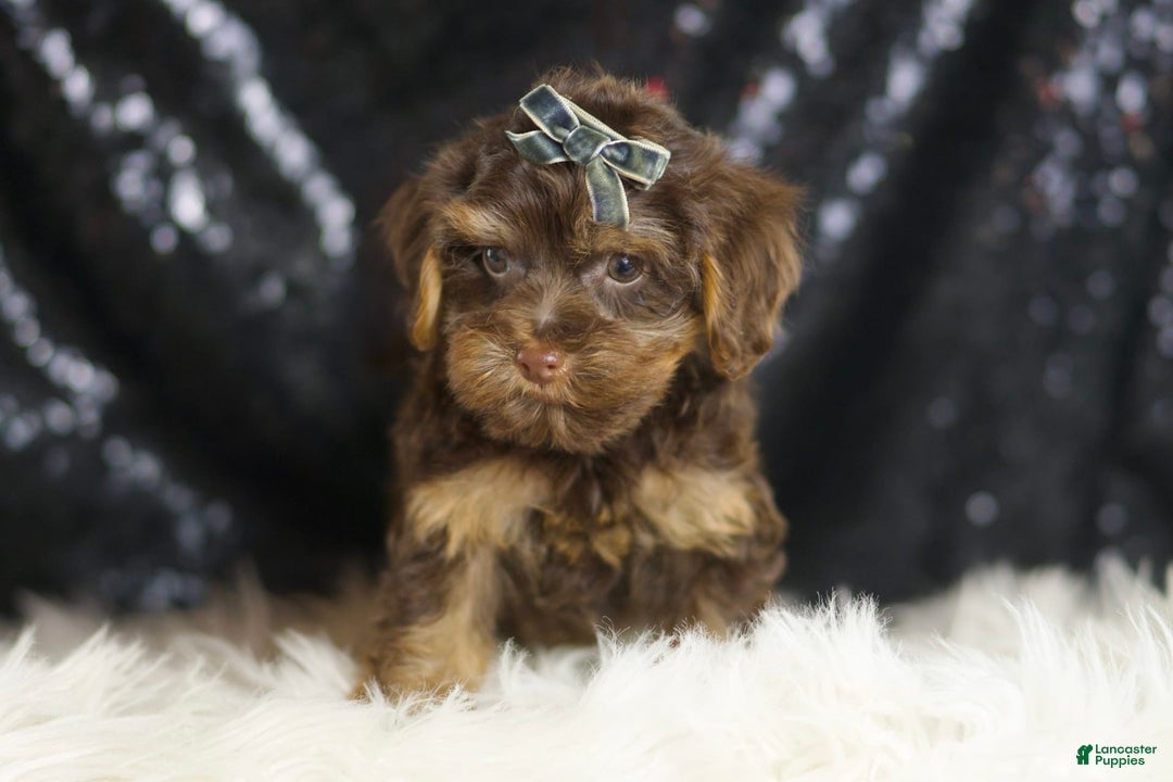 Yorkiepoo dogs for sale: Bugatti - Image 6
