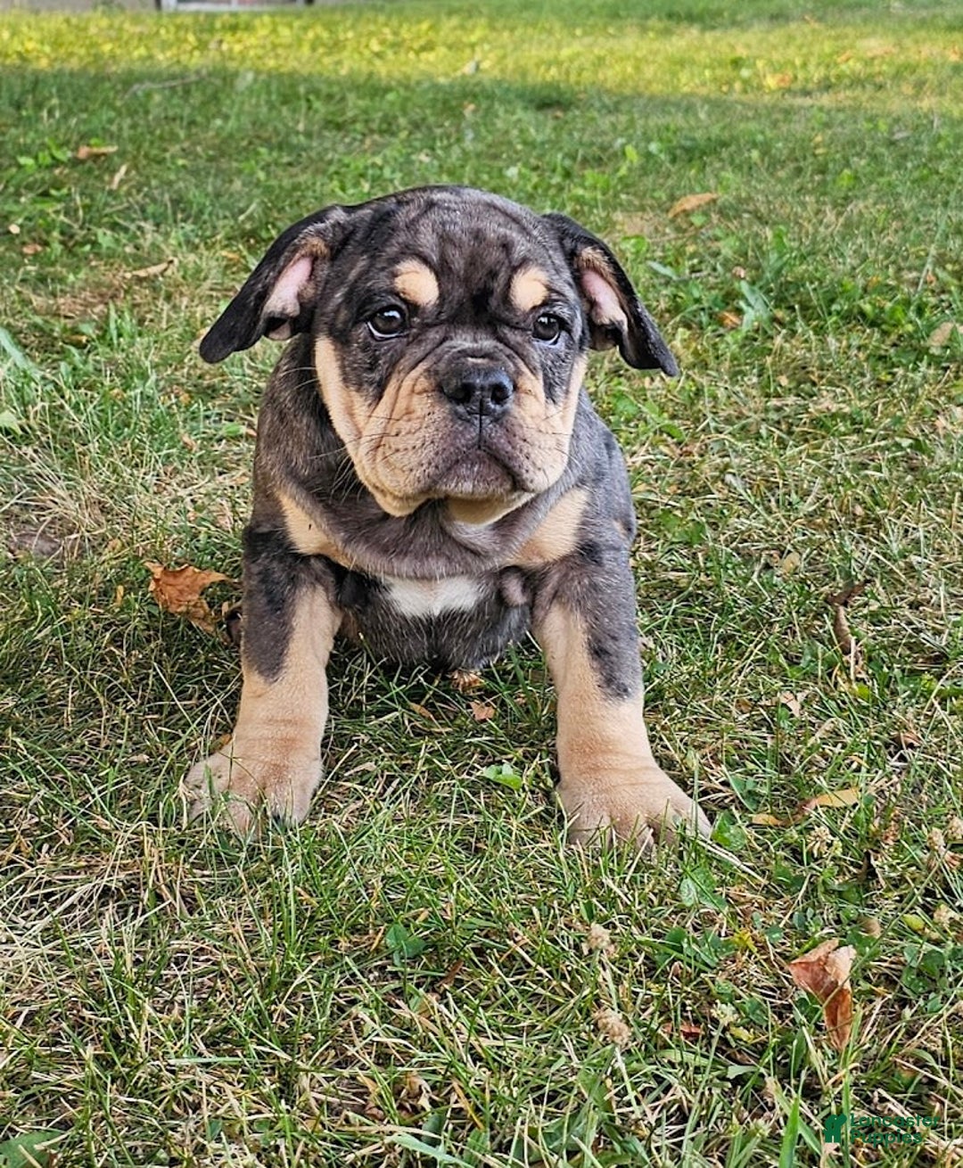 English Bulldog dogs for sale: Lava Frilly - Image 2