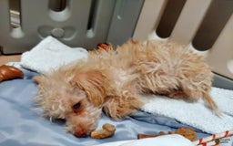 Toy Poodle dogs for sale: Honey - Image 2