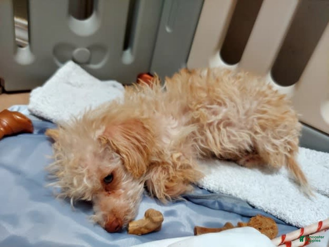 Toy Poodle dogs for sale: Honey - Image 2