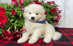 Samoyed dogs for sale: Waldo - Image 2