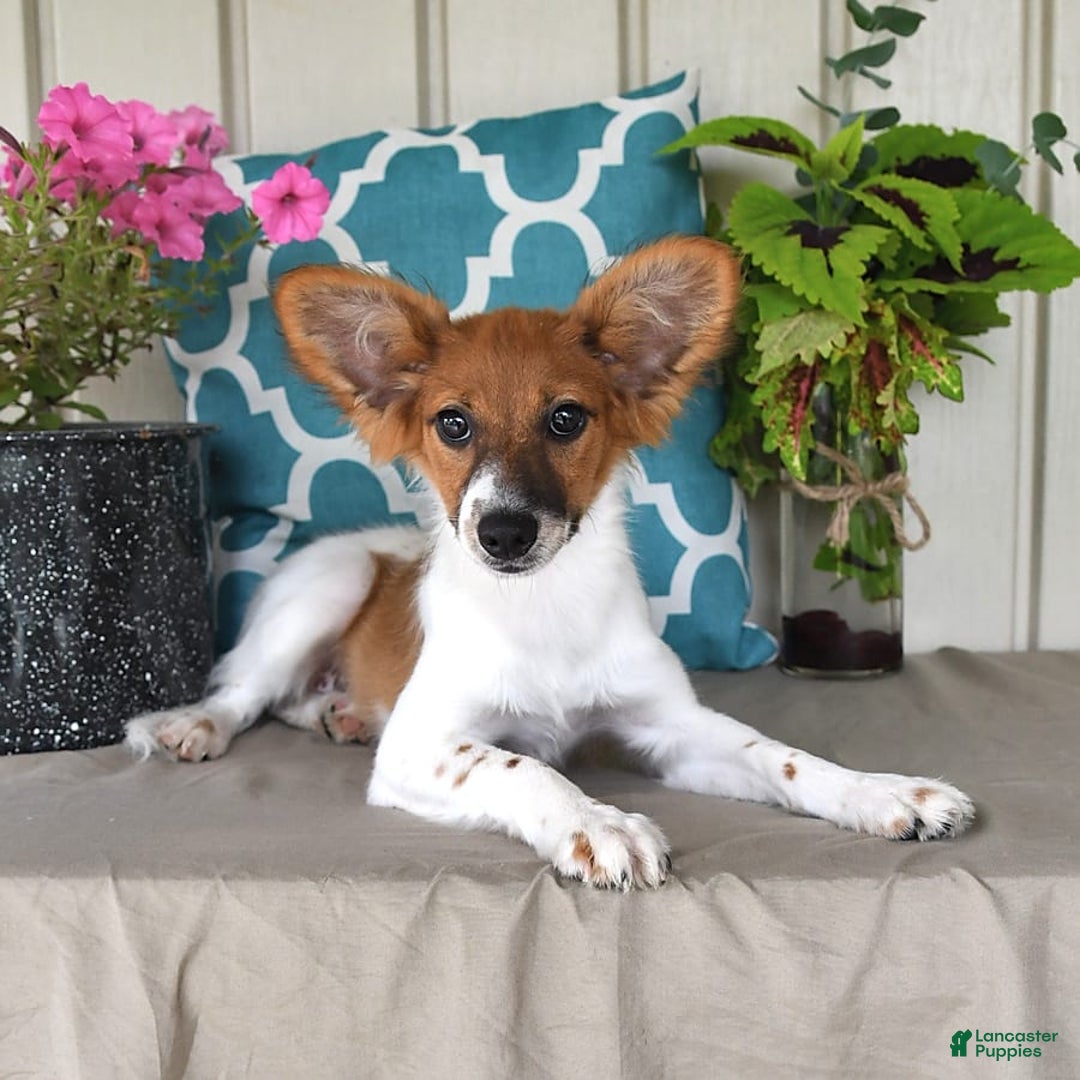 Papillon dogs for sale: Pongo - Image 2