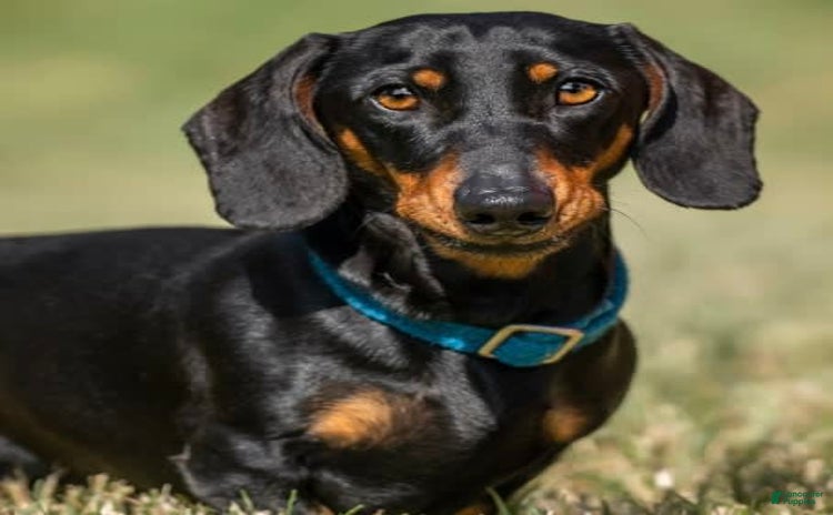 Dachshund dogs for sale - Ad 3