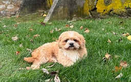 Lhasa Apso dogs for sale: Corey - Image 2