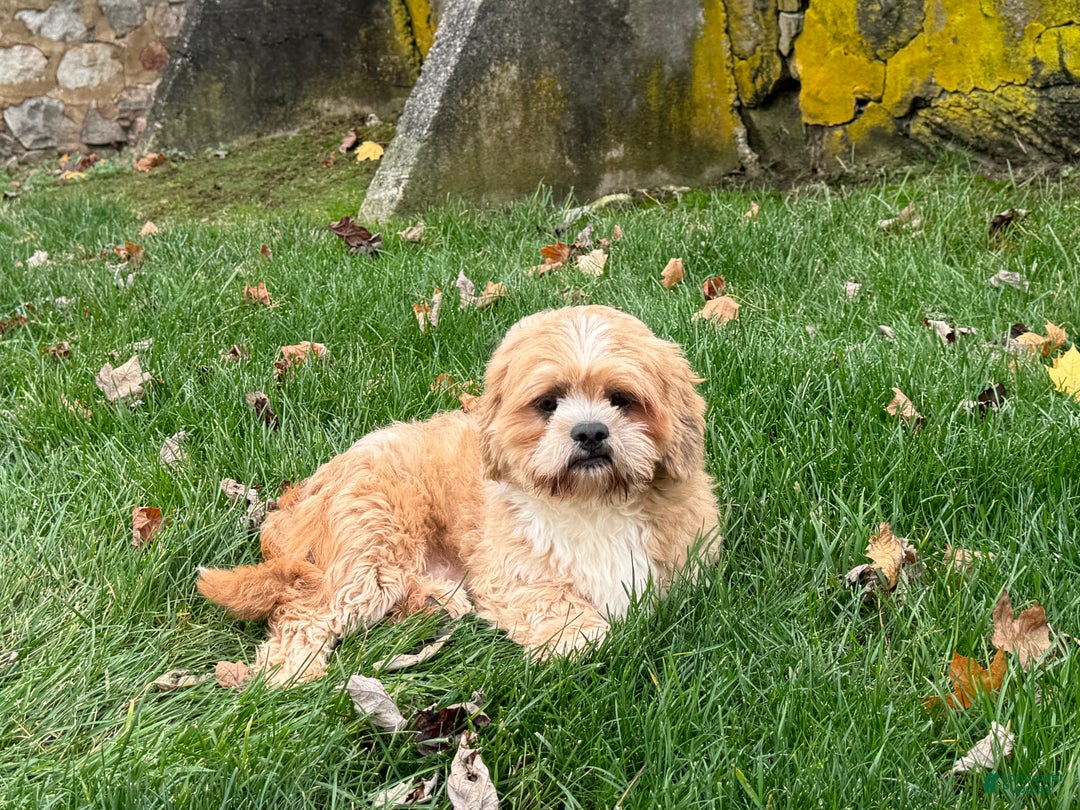 Lhasa Apso dogs for sale: Corey - Image 2