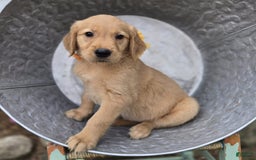 Golden Retriever dogs for sale: Sally - Image 2