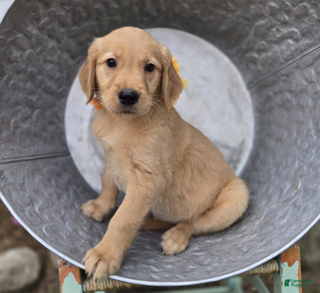 Golden Retriever dogs for sale: Sally - Image 2