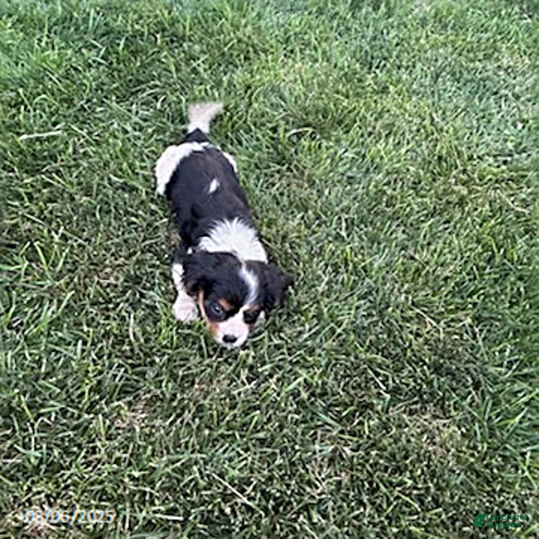 Cavalier King Charles Spaniel dogs for sale: Charlie - Image 2