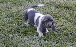 Basset Hound dogs for sale: Flo - Image 7