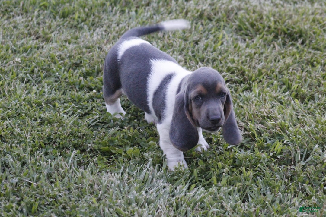 Basset Hound dogs for sale: Flo - Image 7