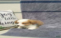 Welsh Corgi Pembroke dogs for sale: Molly - Image 2