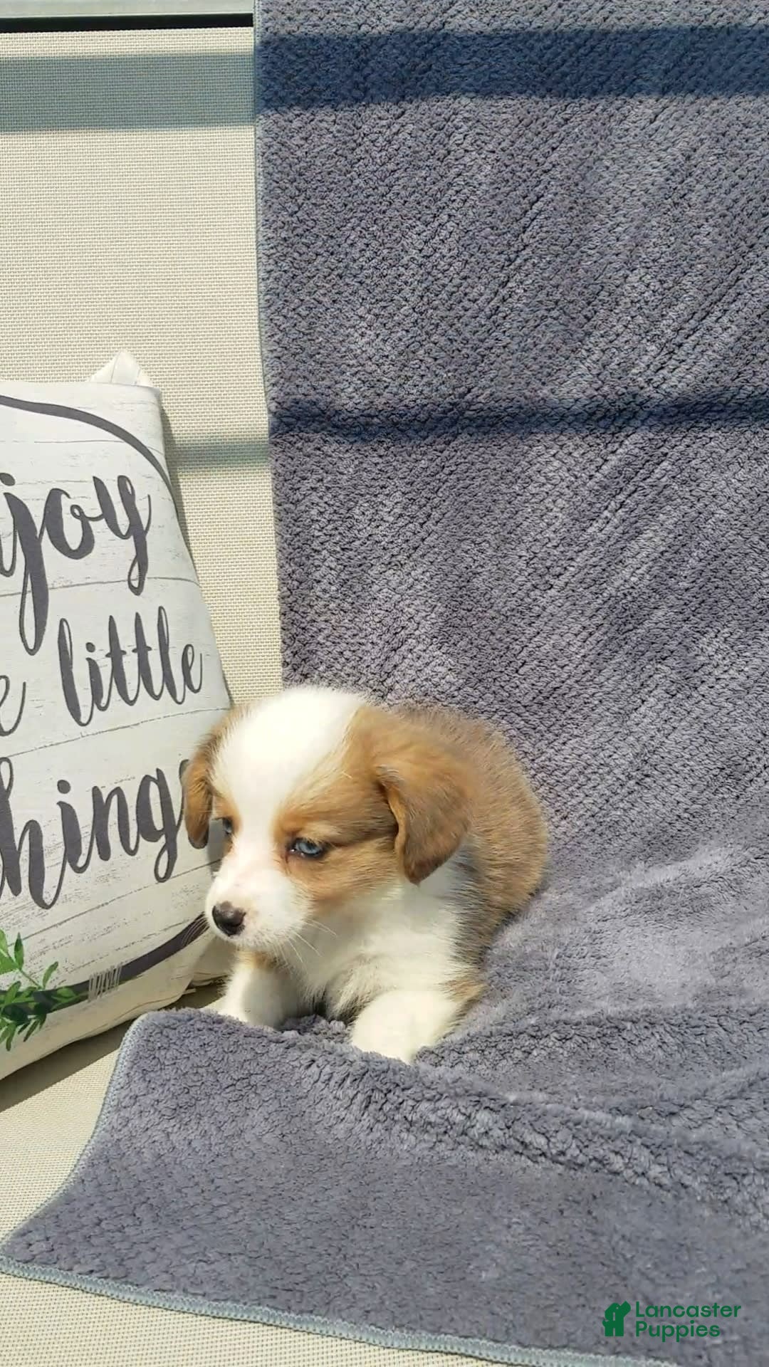 Welsh Corgi Pembroke dogs for sale: Molly - Image 2