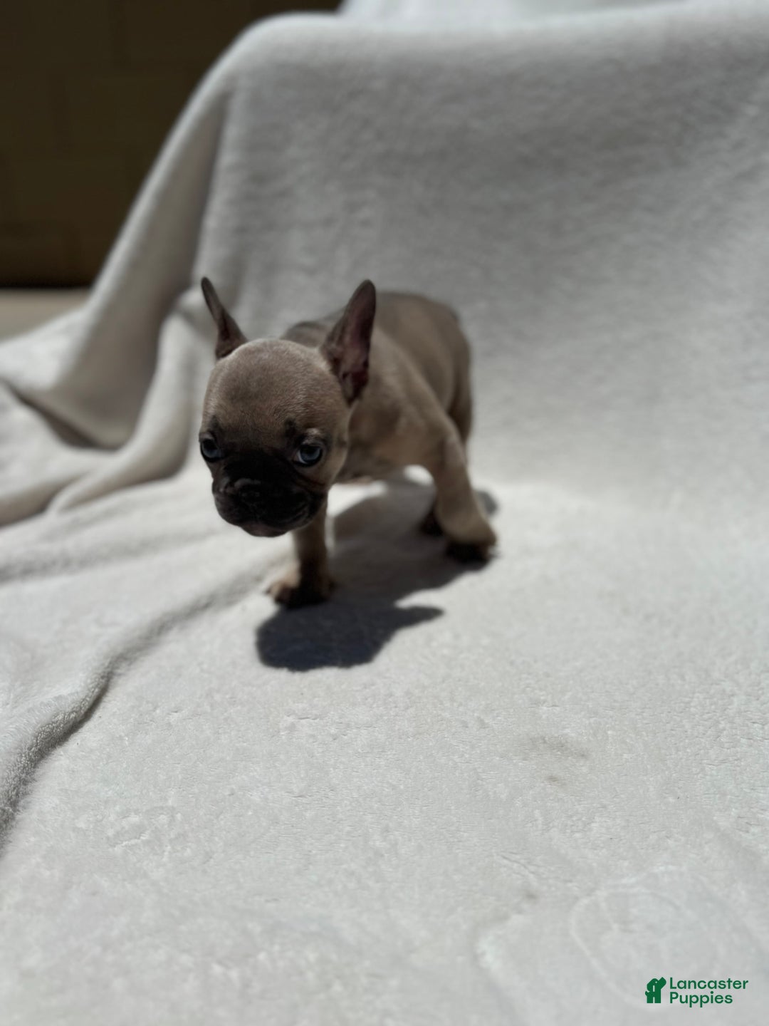 French Bulldog dogs for sale: Cassie - Image 5