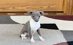 Italian Greyhound dogs for sale: Heidi - Image 1