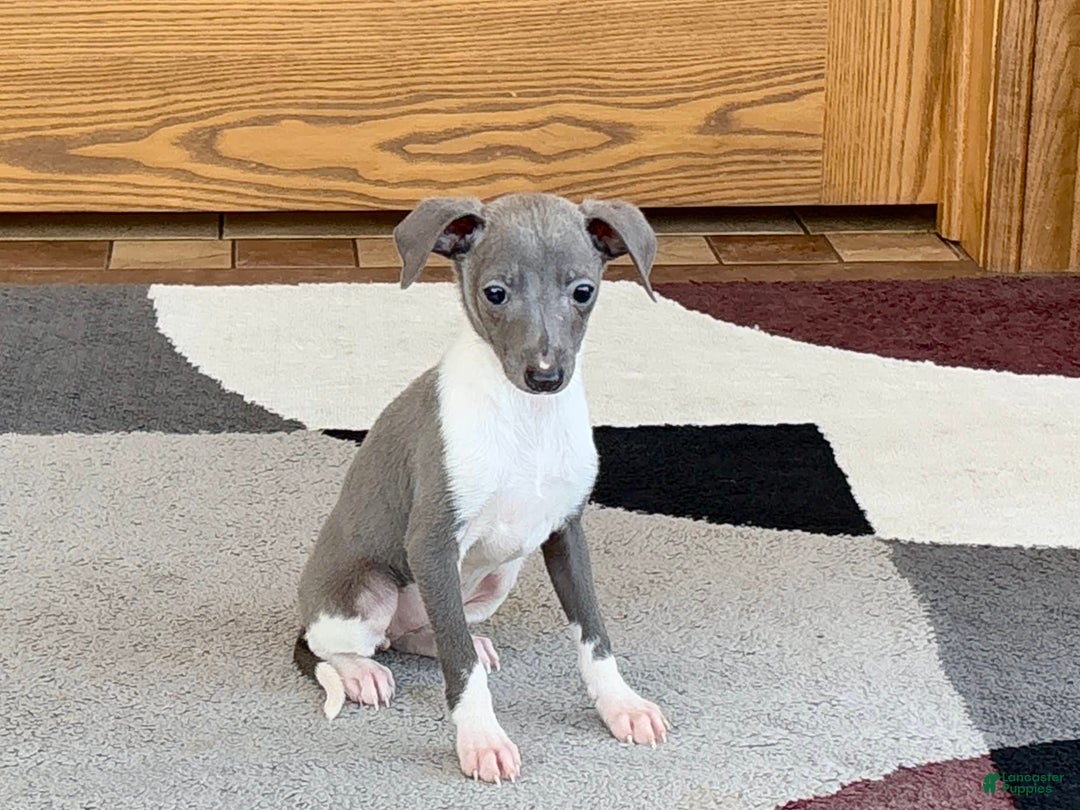 Italian Greyhound dogs for sale: Heidi - Image 1