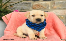 Labrador Retriever dogs for sale: Labrador Retriever 6 puppies - Image 24