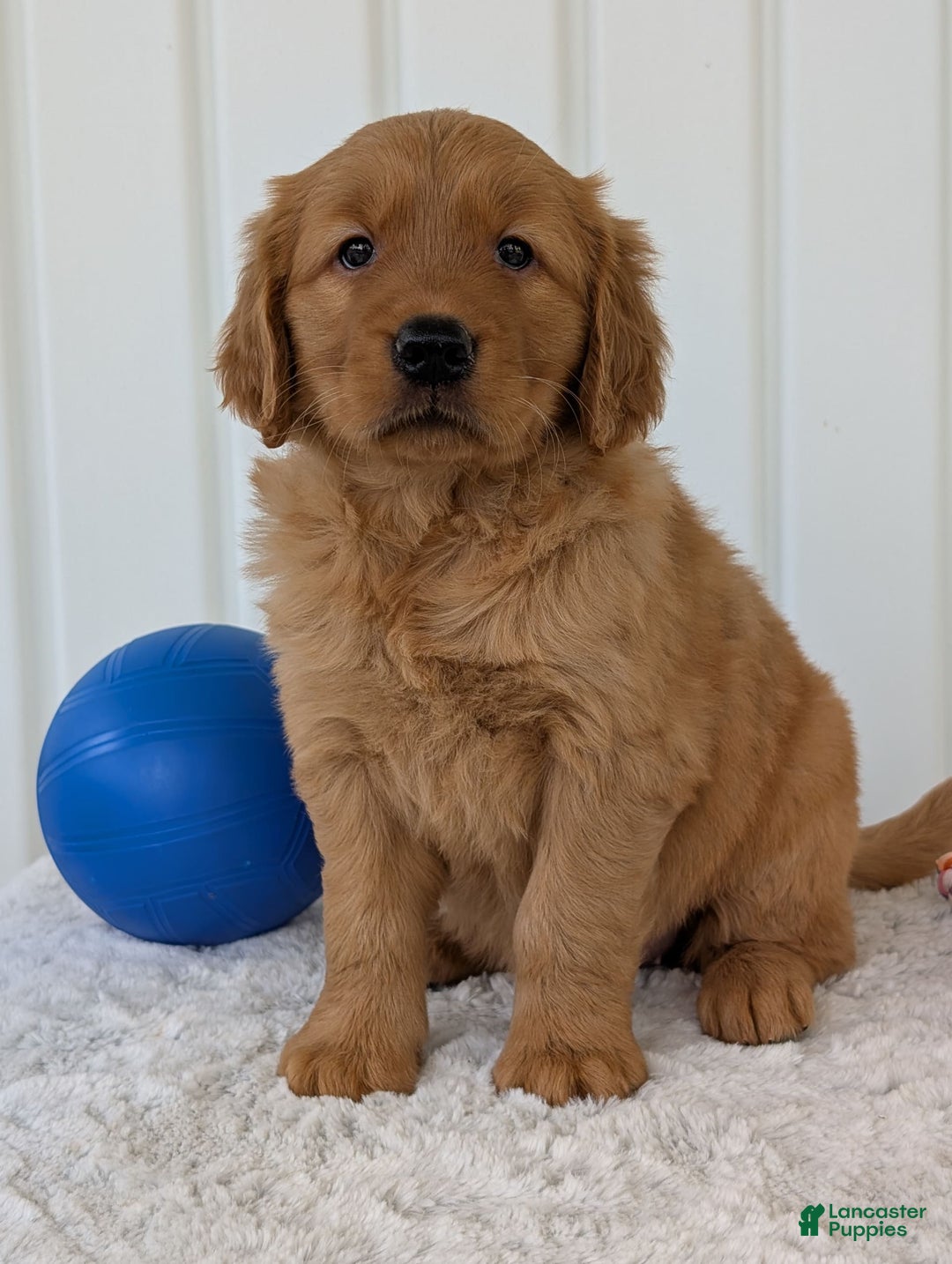 Golden Retriever dogs for sale: Daisy - Image 6