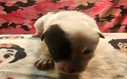 Border Collie dogs for sale: Hondo - Image 33
