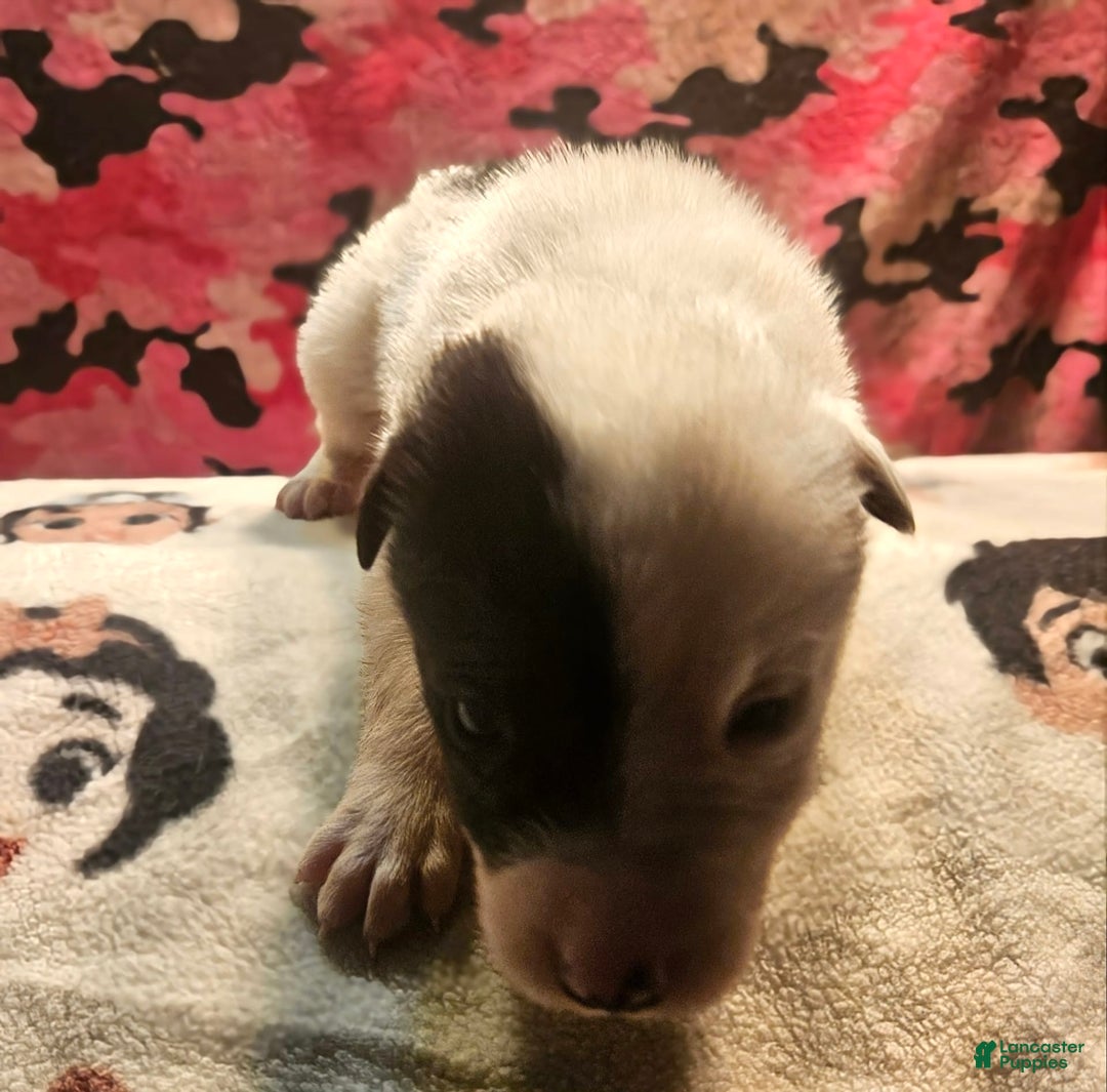 Border Collie dogs for sale: Hondo - Image 33
