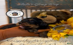 Mini Bernedoodle dogs for sale: Aelas Gray Boy - Image 8