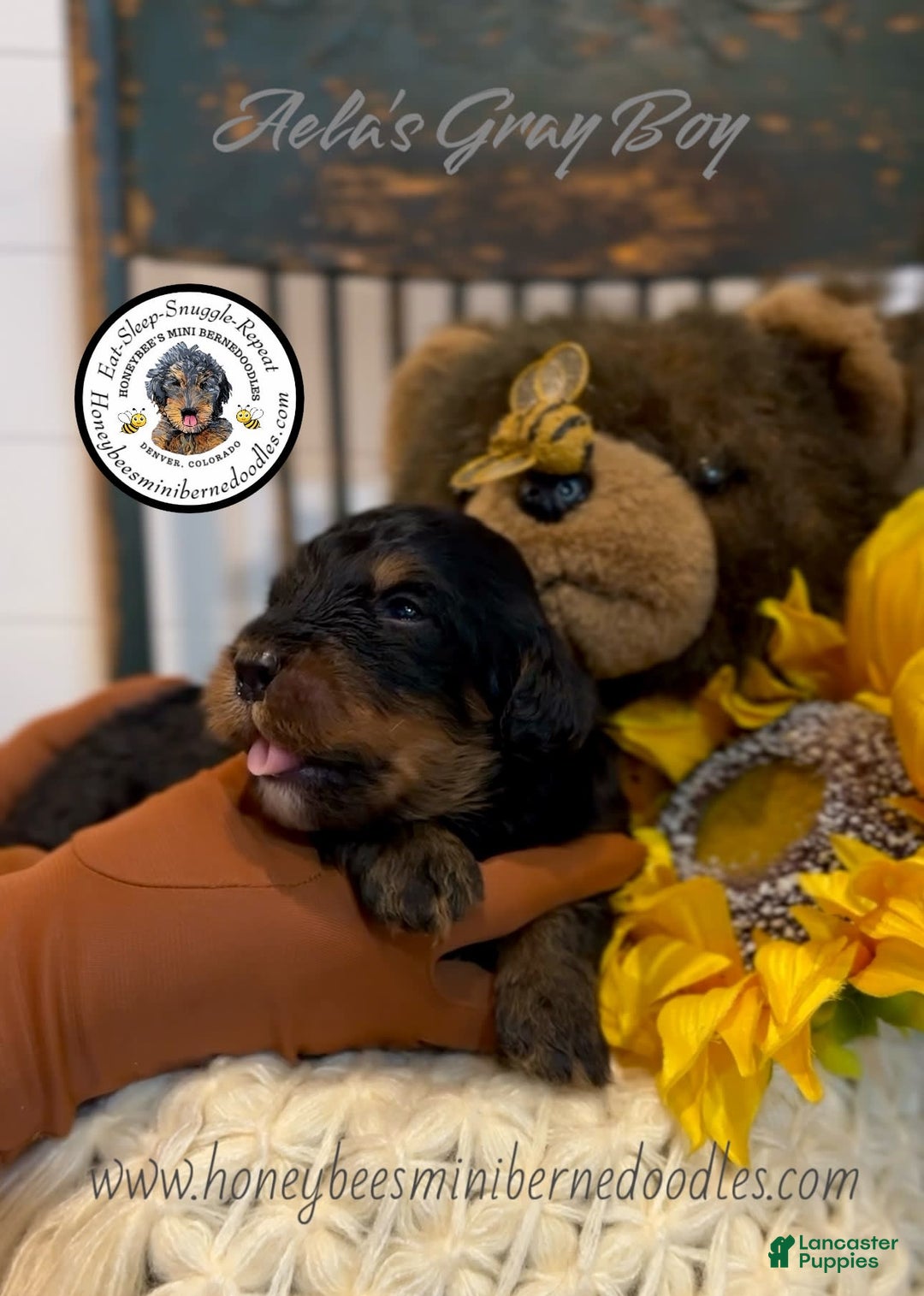 Mini Bernedoodle dogs for sale: Aelas Gray Boy - Image 8
