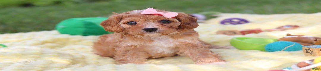 Lucy