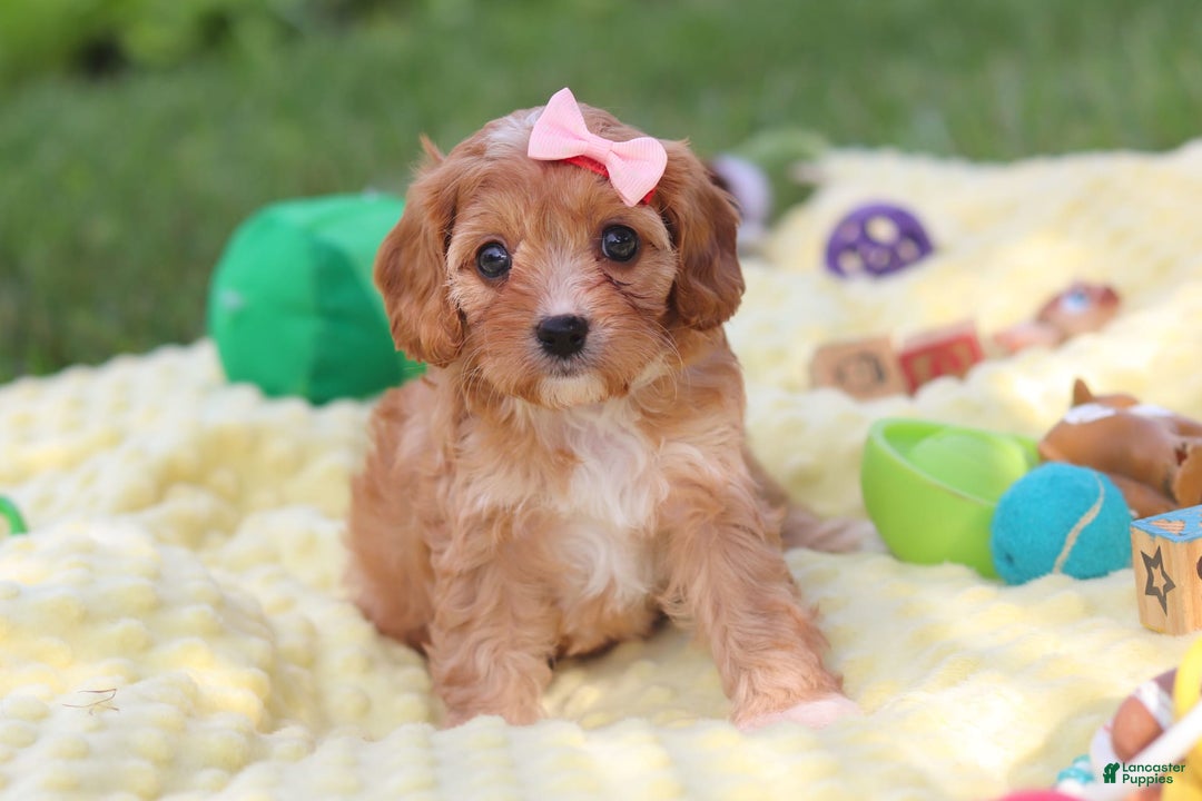 Cavapoo dogs for sale: Lucy - Image 10