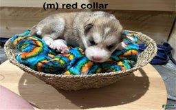 Alaskan Malamute dogs for sale: Red Collar - Image 1