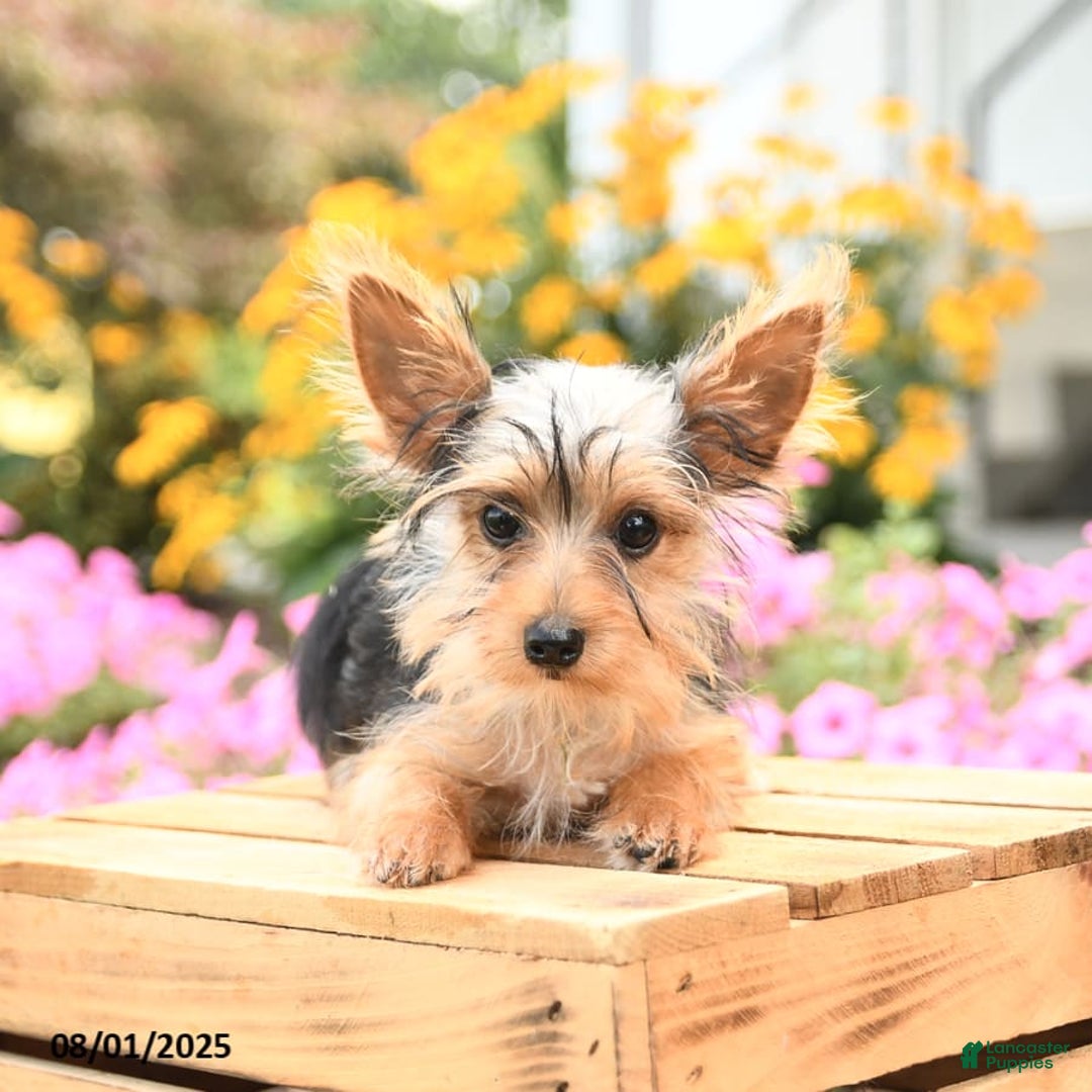 Morkie dogs for sale: Dustin - Image 4