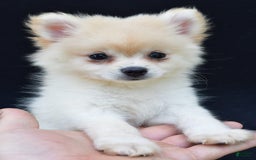 Pomeranian dogs for sale: Duke - Image 5