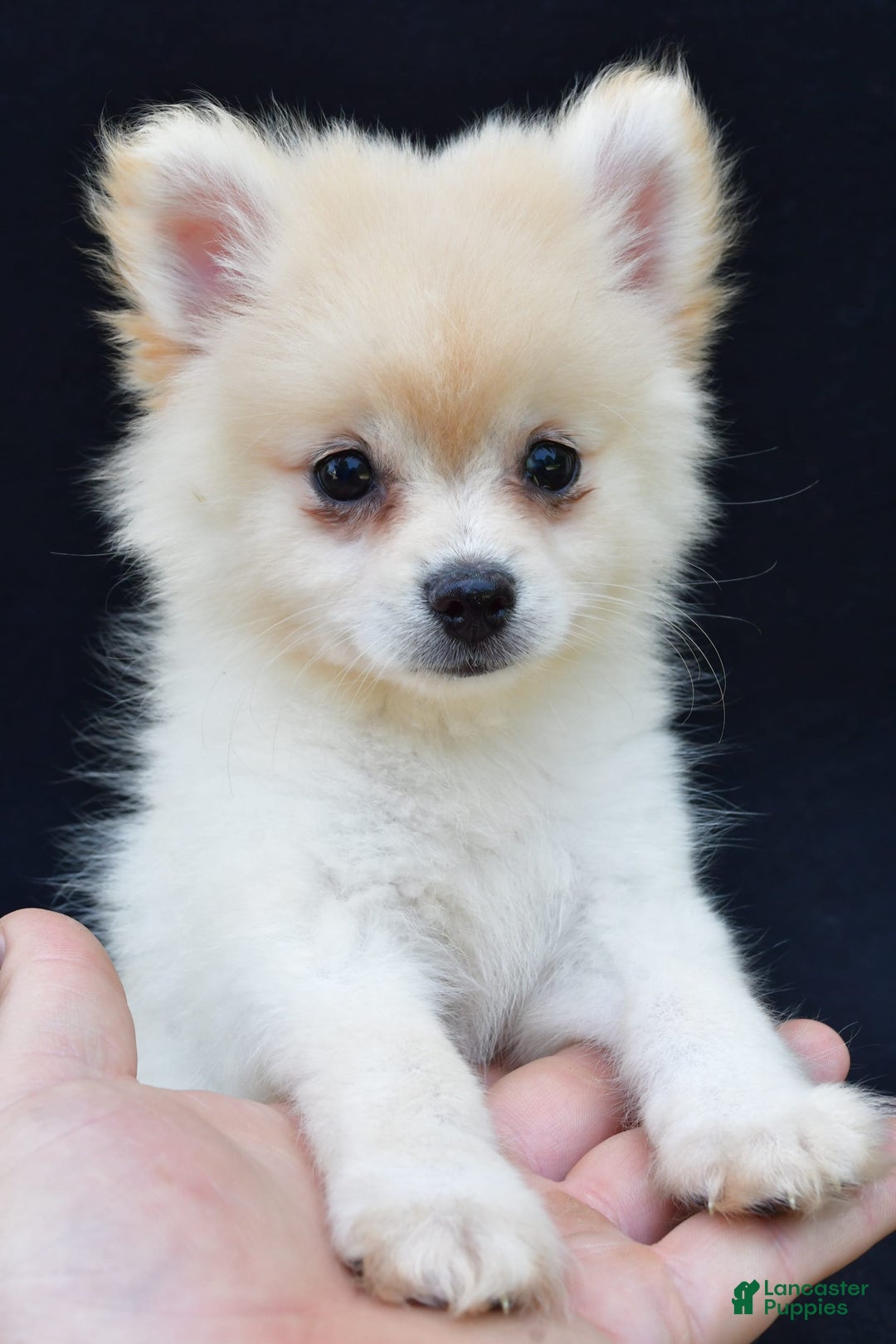 Pomeranian dogs for sale: Duke - Image 5
