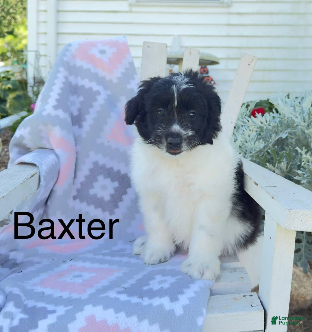 Miniature Poodle dogs for sale: Baxter - Image 2