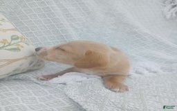 Miniature Dachshund dogs for sale: Elmer - Image 18