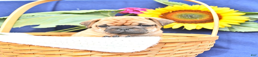 Wrinkles