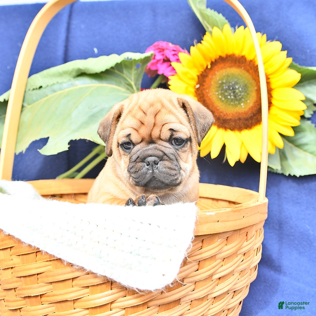 Pug dogs for sale: Wrinkles - Image 2