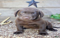 Labrador Retriever dogs for sale: Remington - Image 2