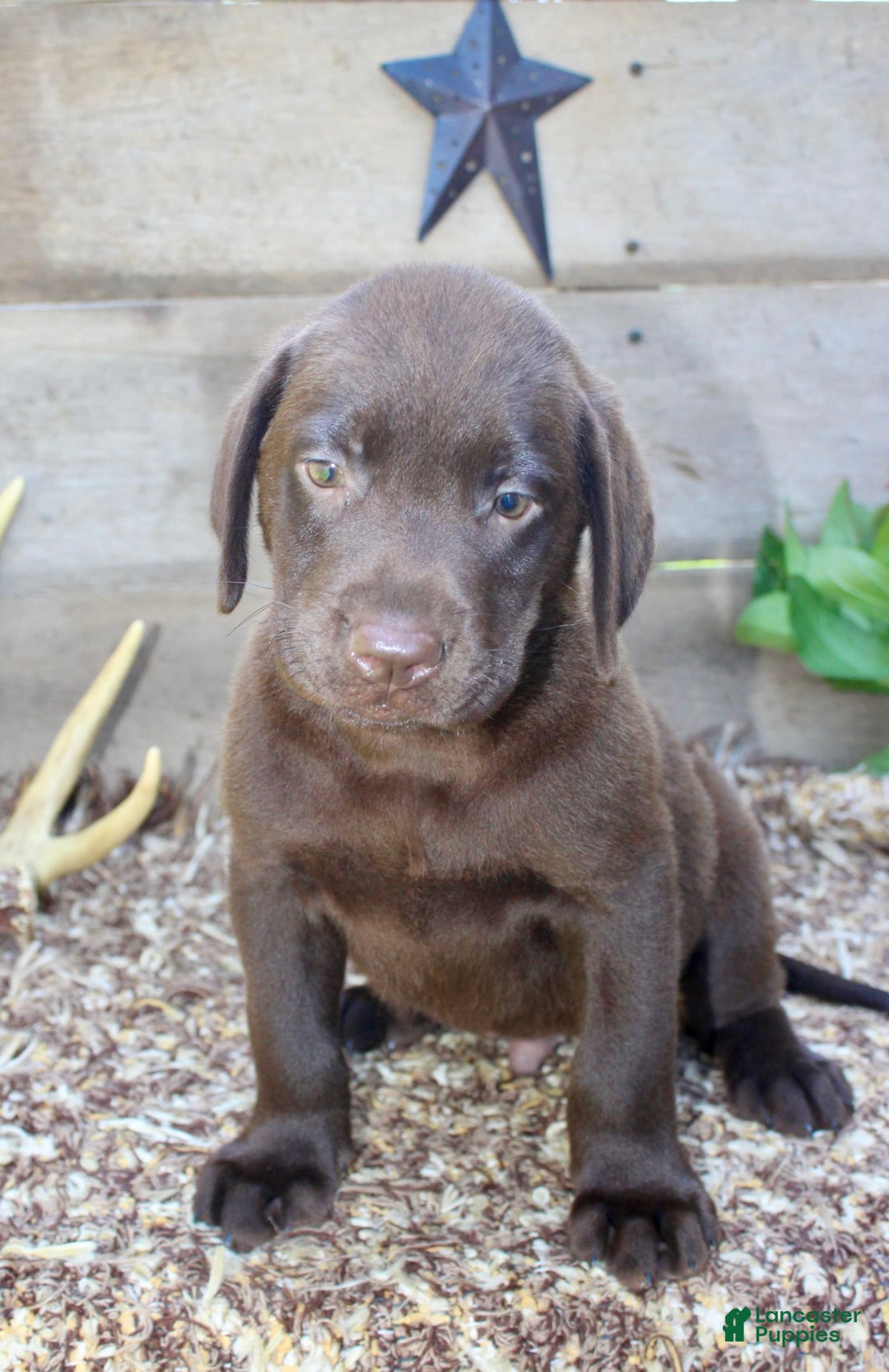 Labrador Retriever dogs for sale: Remington - Image 2