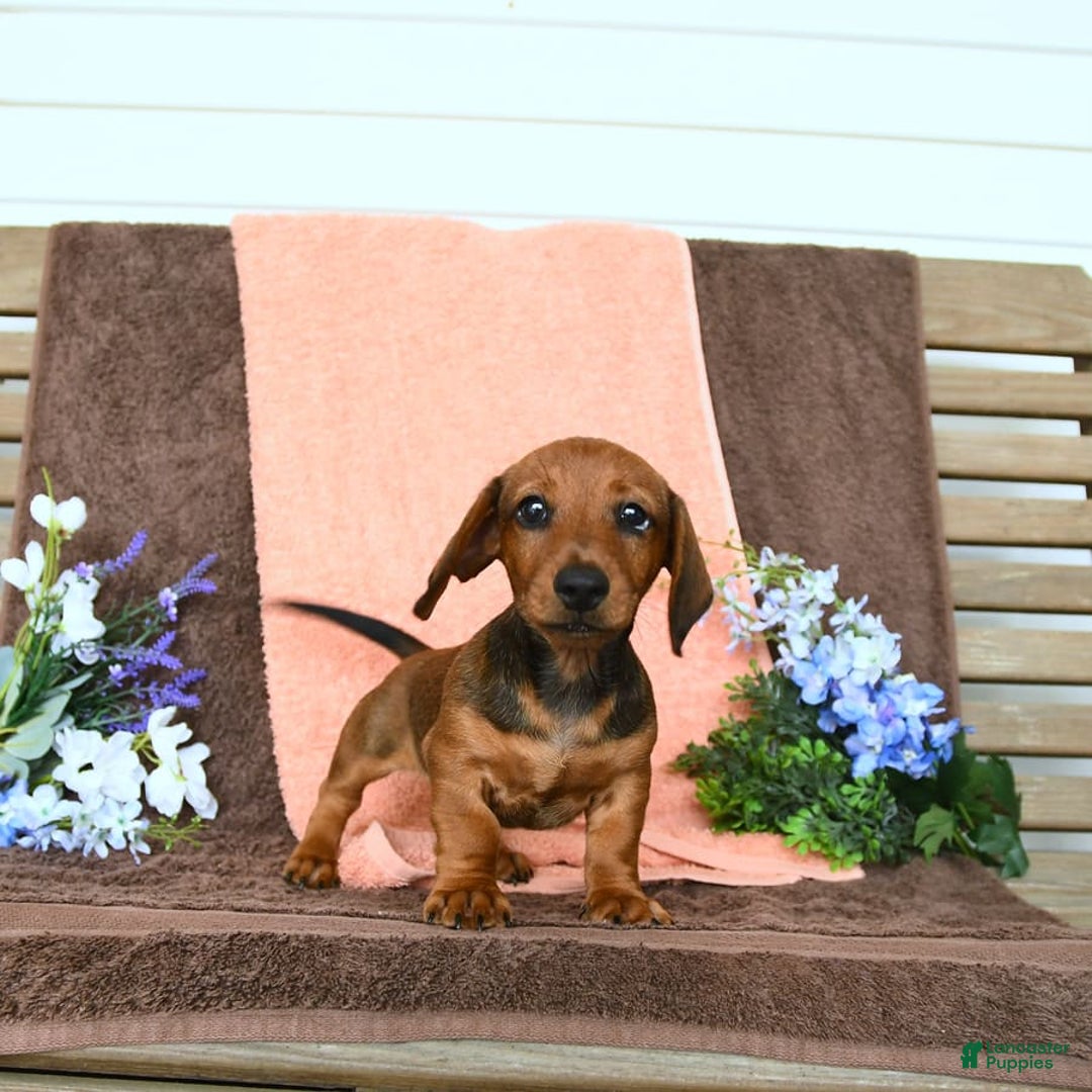 Miniature Dachshund dogs for sale: Patrick - Image 4