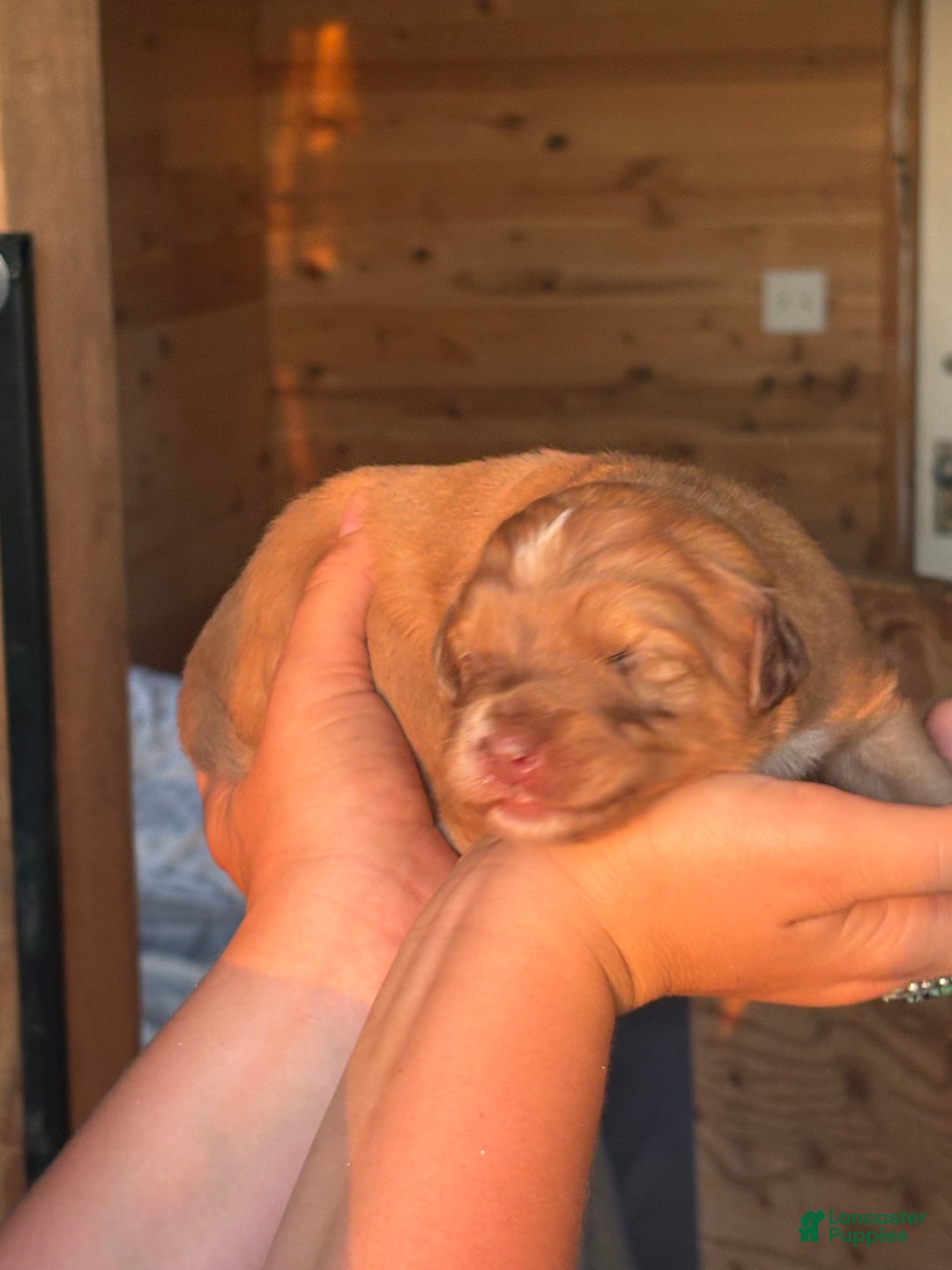Aussiedoodle dogs for sale: Reba - Image 3