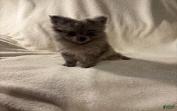 Pomeranian dogs for sale: Pomeranian 2 puppies - Image 4