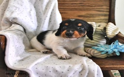 Miniature Dachshund dogs for sale: Timmy - Image 2