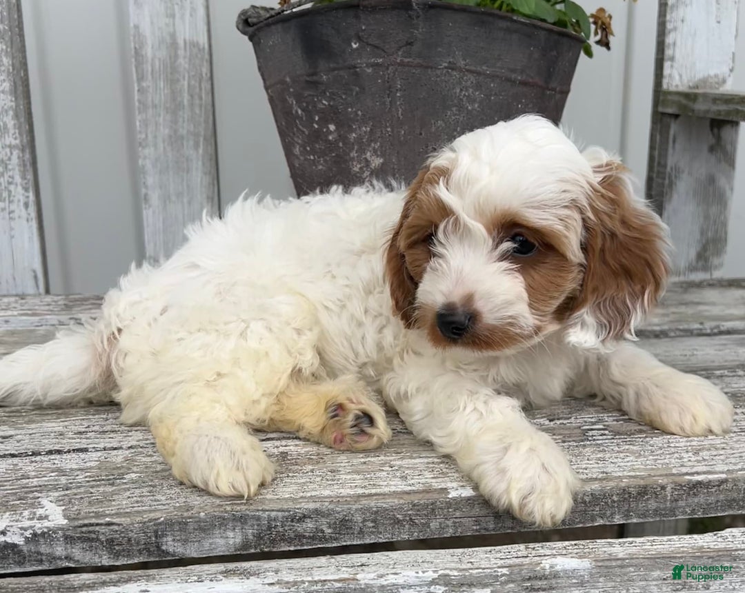 Cavapoo dogs for sale: Patches - Image 3