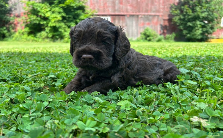 Cockapoo dogs for sale - Ad 3