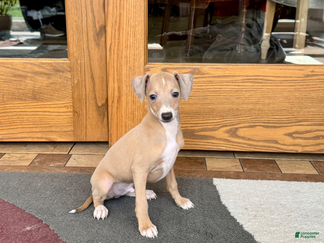Italian Greyhound dogs for sale: RJ - Image 8