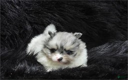 Pomeranian dogs for sale: Teacup White Pomeranian - Listing for pets: Teacup White Pomeranian - Image 1